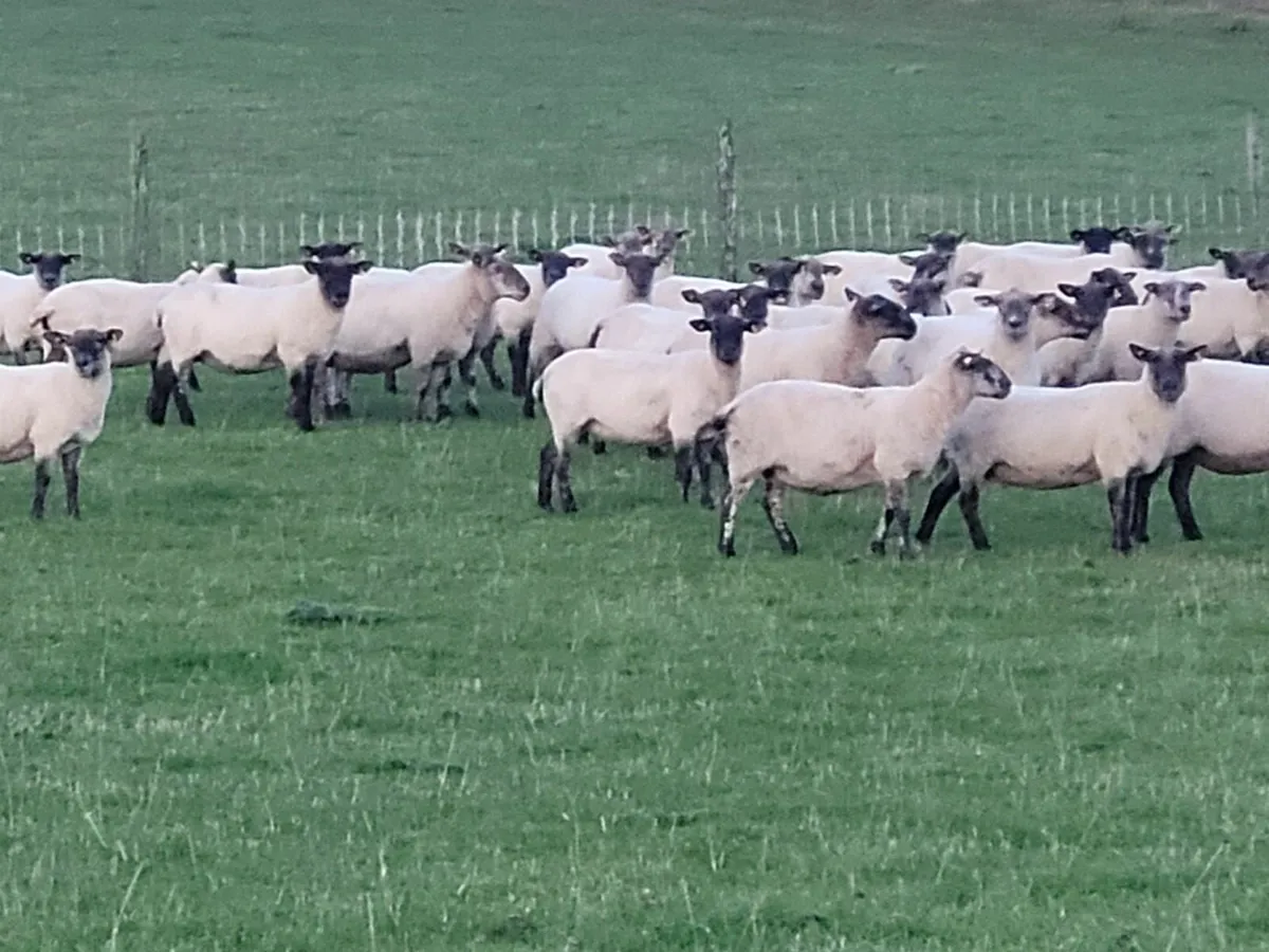 Dispersal Sale 250 SFX Ewes - Tullow Mart - Image 2