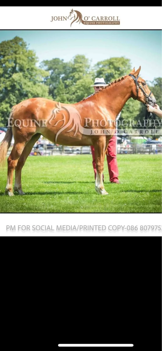 Irish Draught yearling filly - Image 1