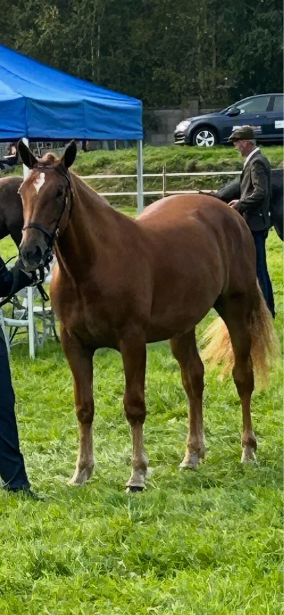 Irish Draught yearling filly - Image 2