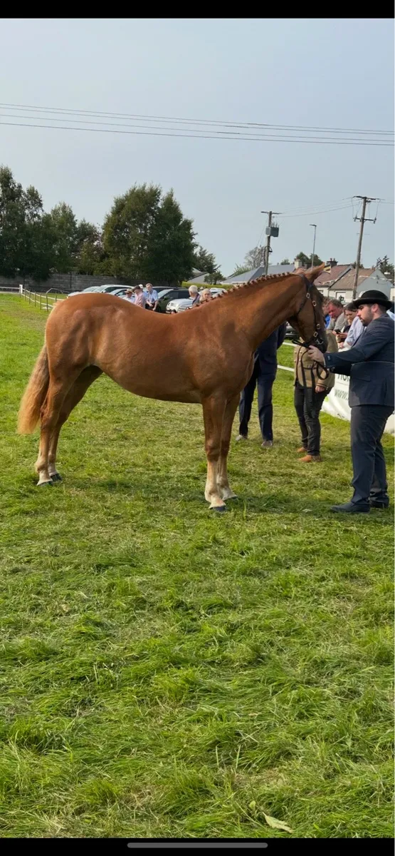 Irish Draught yearling filly - Image 4