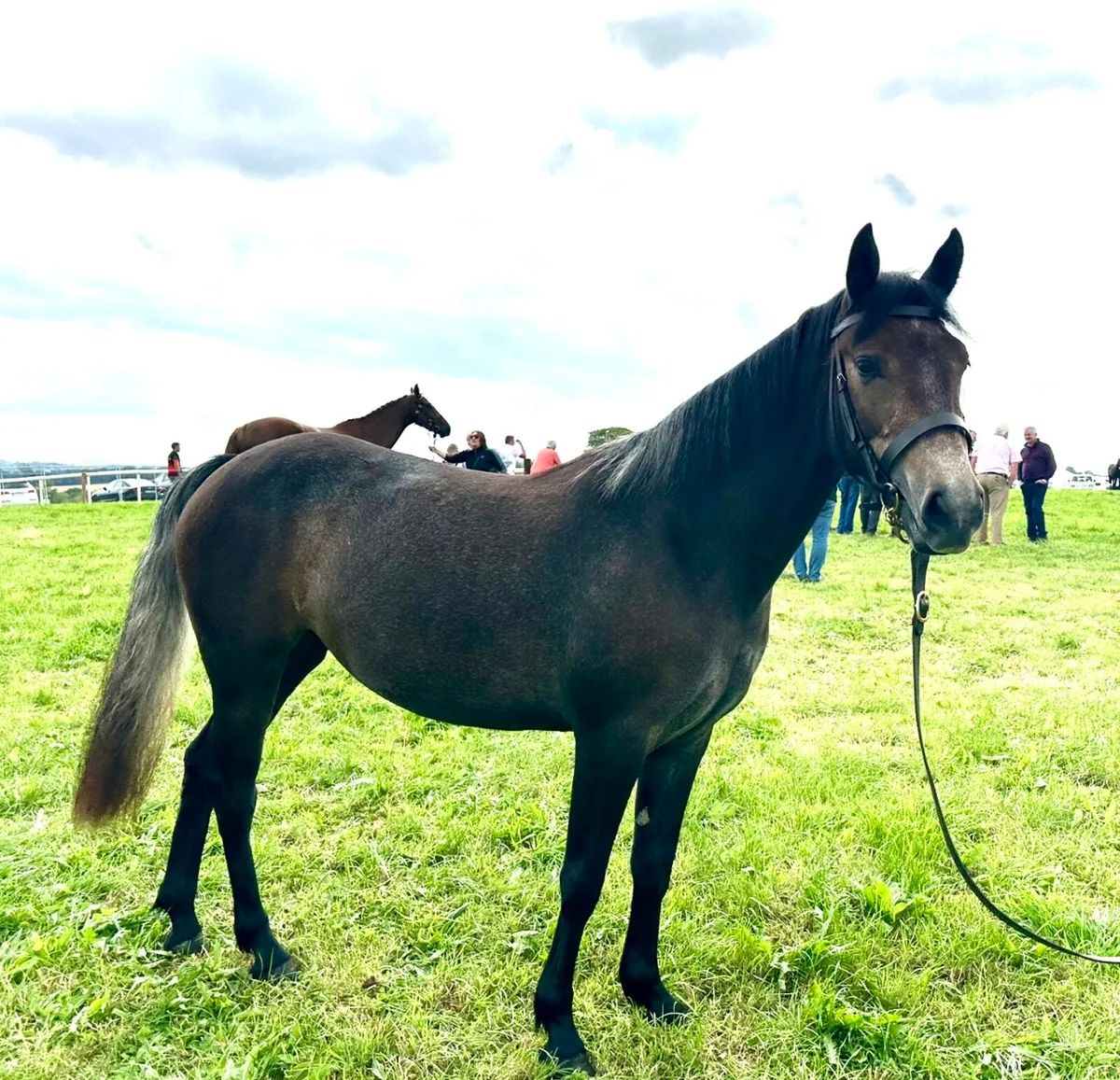 Class 1 Connemara Filly - Image 2
