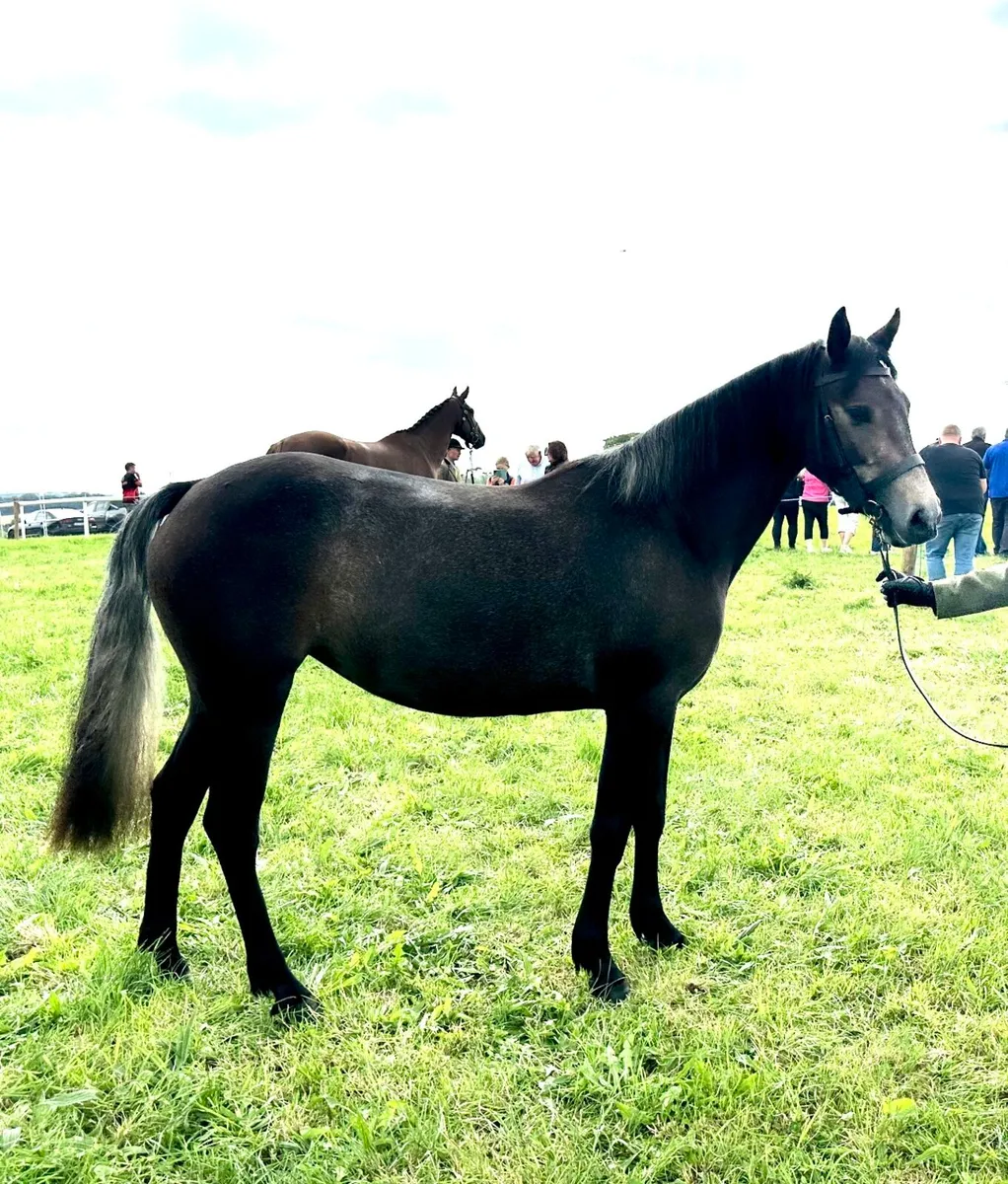 Class 1 Connemara Filly - Image 3