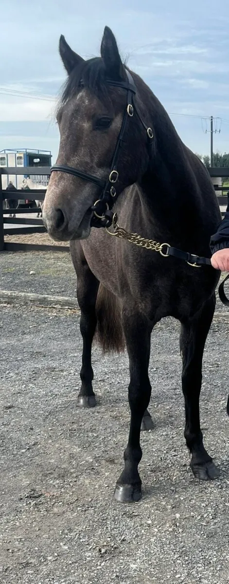 Class 1 Connemara Filly - Image 1