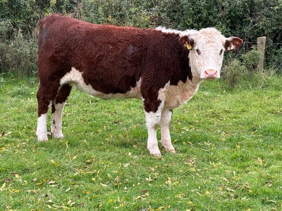 Purebred Hereford In-calf Heifers, Cows & Bulls - Image 1