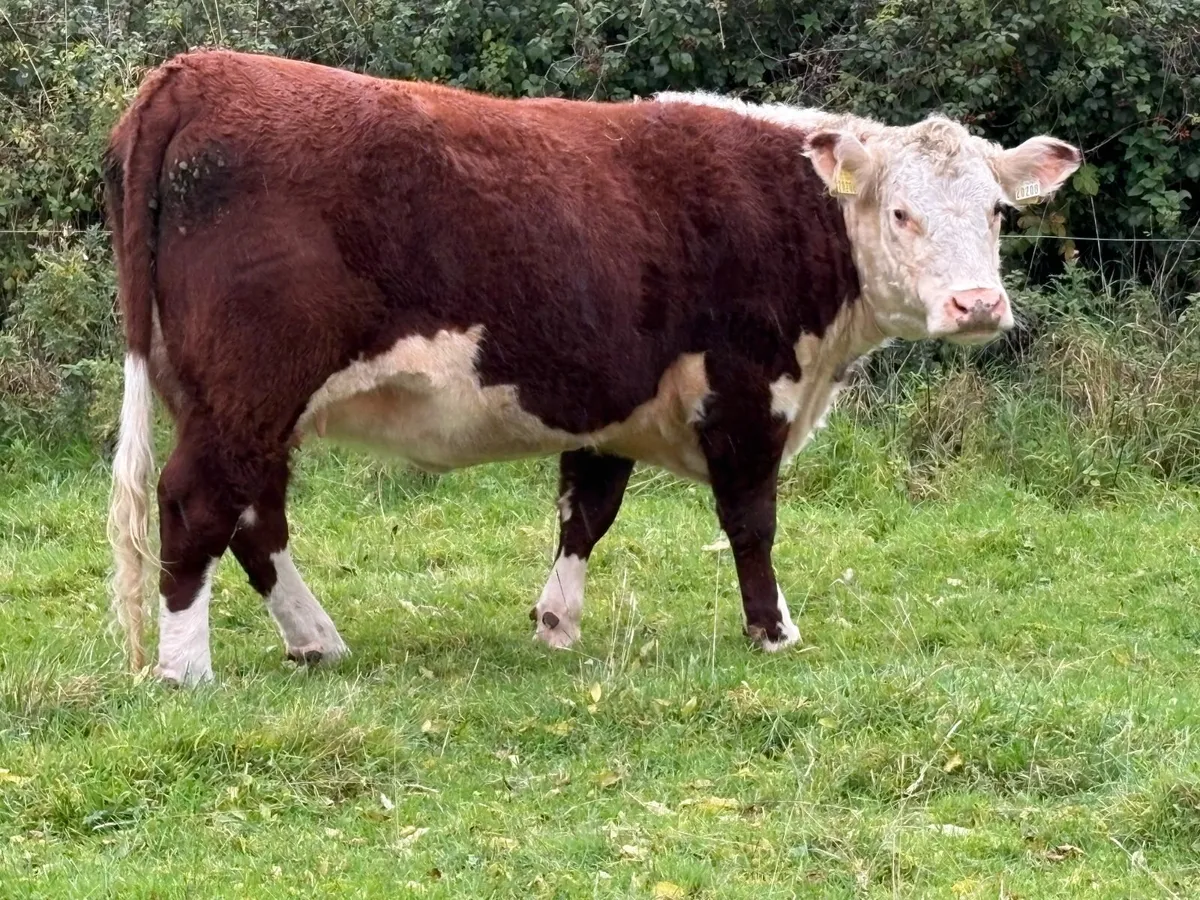 Purebred Hereford In-calf Heifers, Cows & Bulls - Image 2