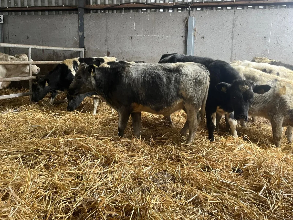 10 super  Belgian blue heifer weanlings - Image 1