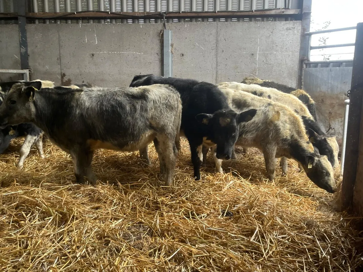 10 super  Belgian blue heifer weanlings - Image 2