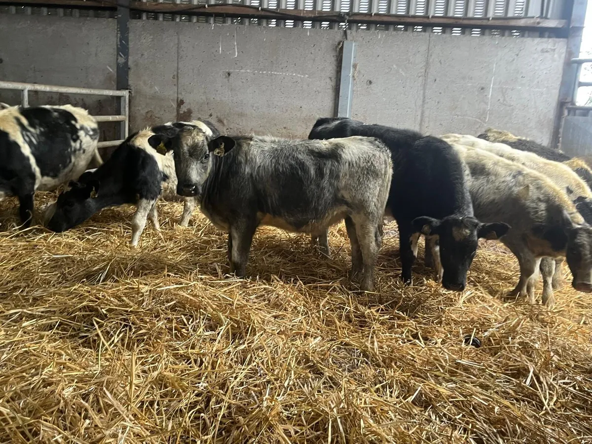 10 super  Belgian blue heifer weanlings - Image 3