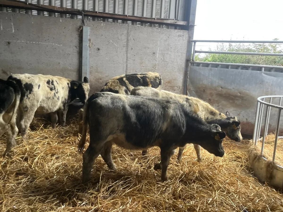 10 super  Belgian blue heifer weanlings - Image 4