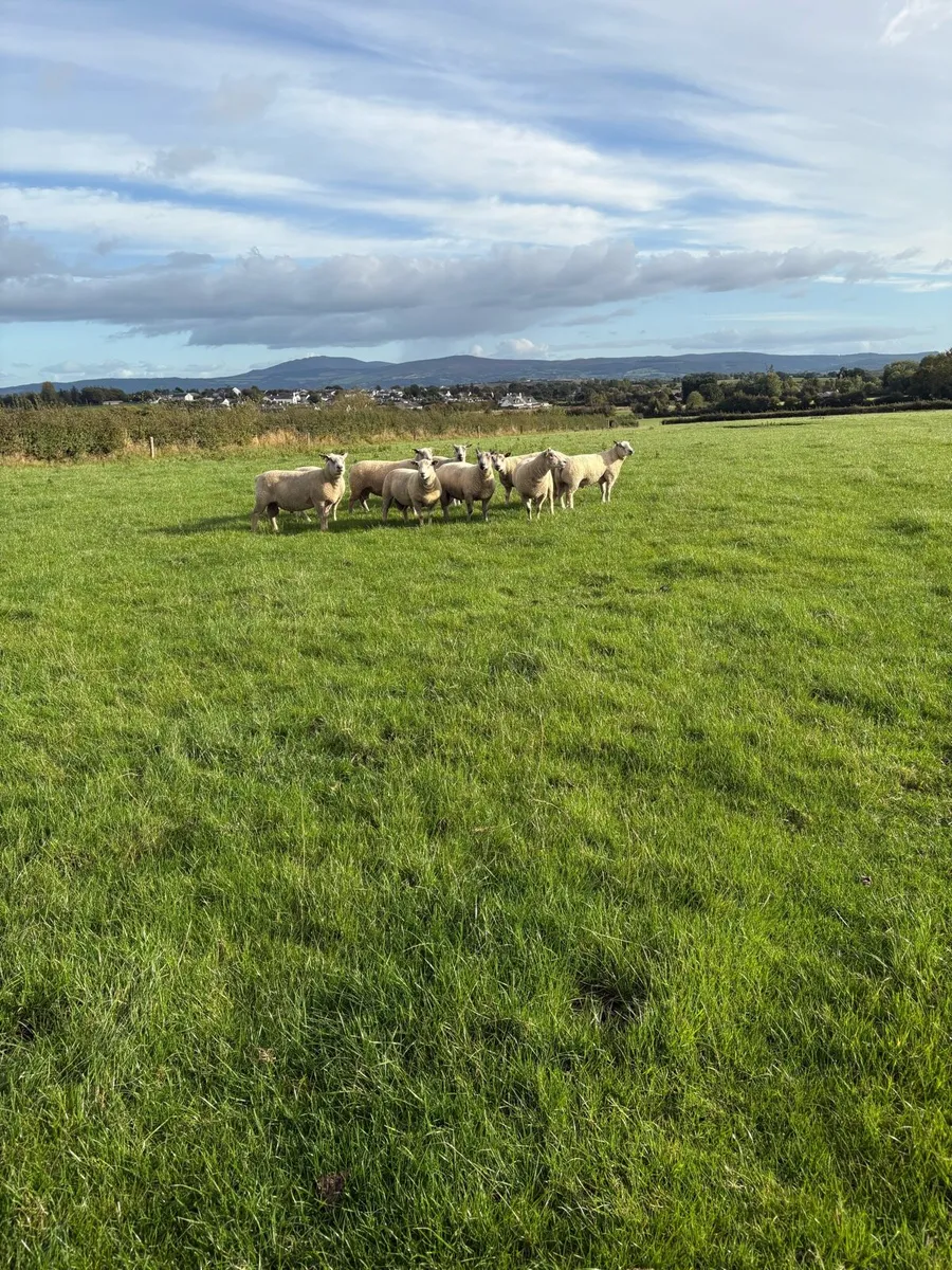 Charollais Hogget Rams - Image 3