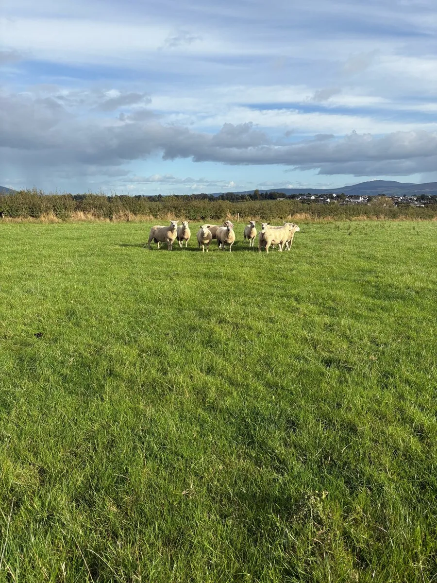 Charollais Hogget Rams - Image 4