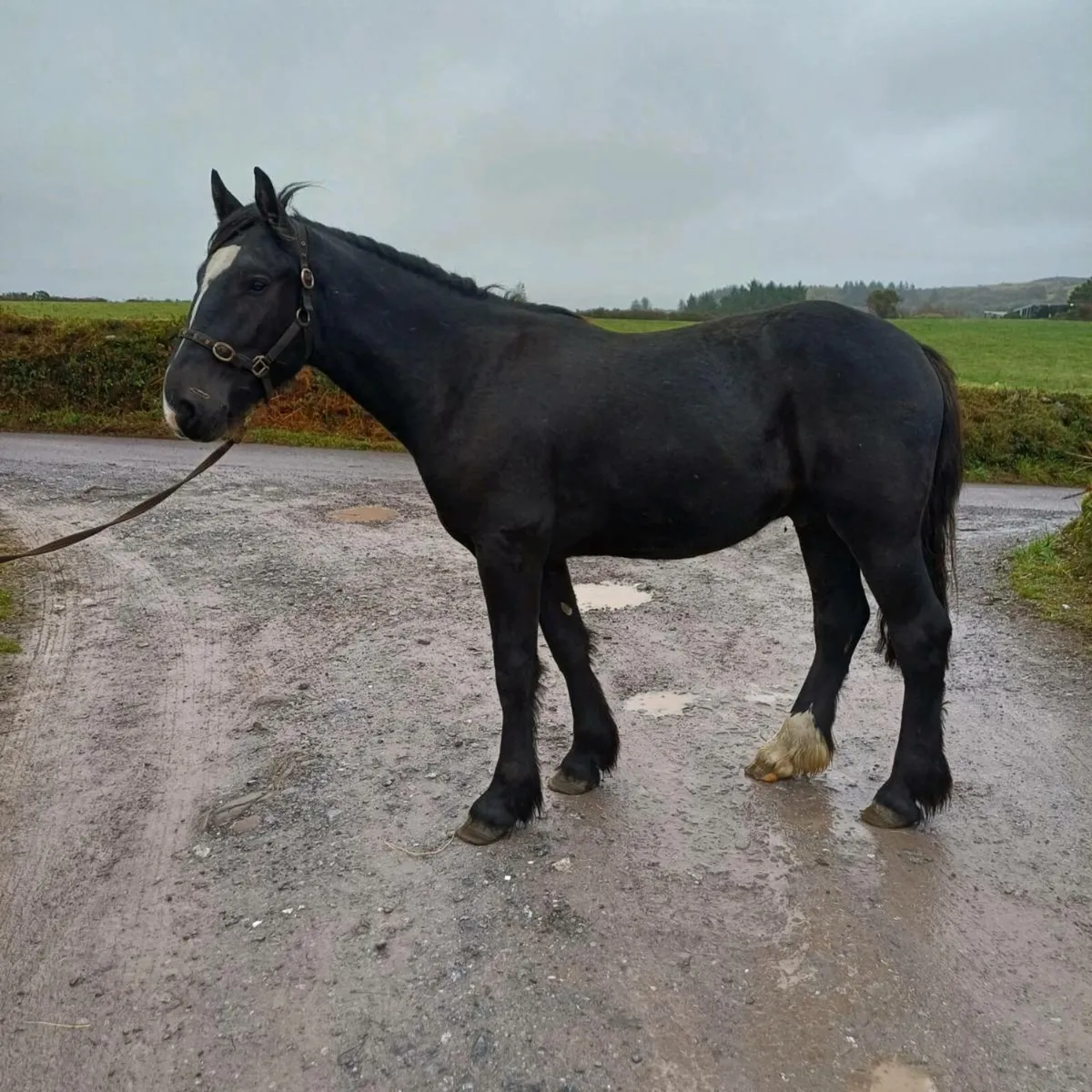 Smashing 2yr gelding - Image 1