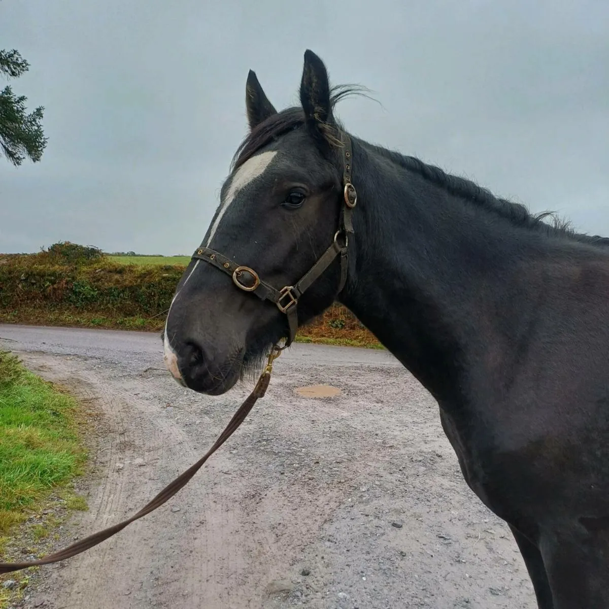Smashing 2yr gelding - Image 2