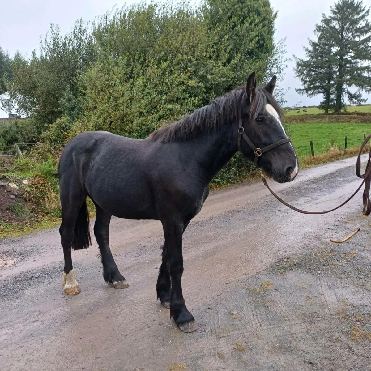 Smashing 2yr gelding - Image 3