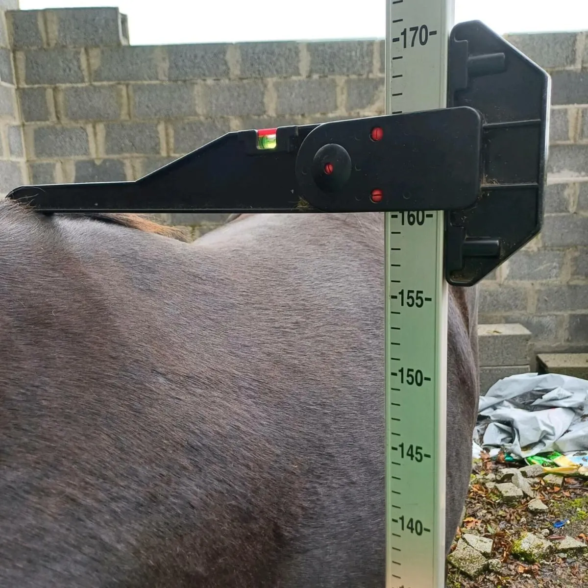 Smashing 2yr gelding - Image 4