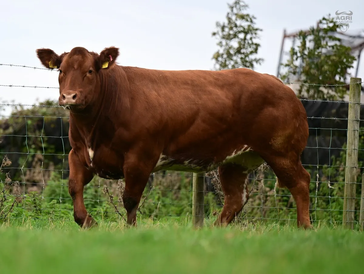 Exceptional Roan Show quality heifers - Image 4
