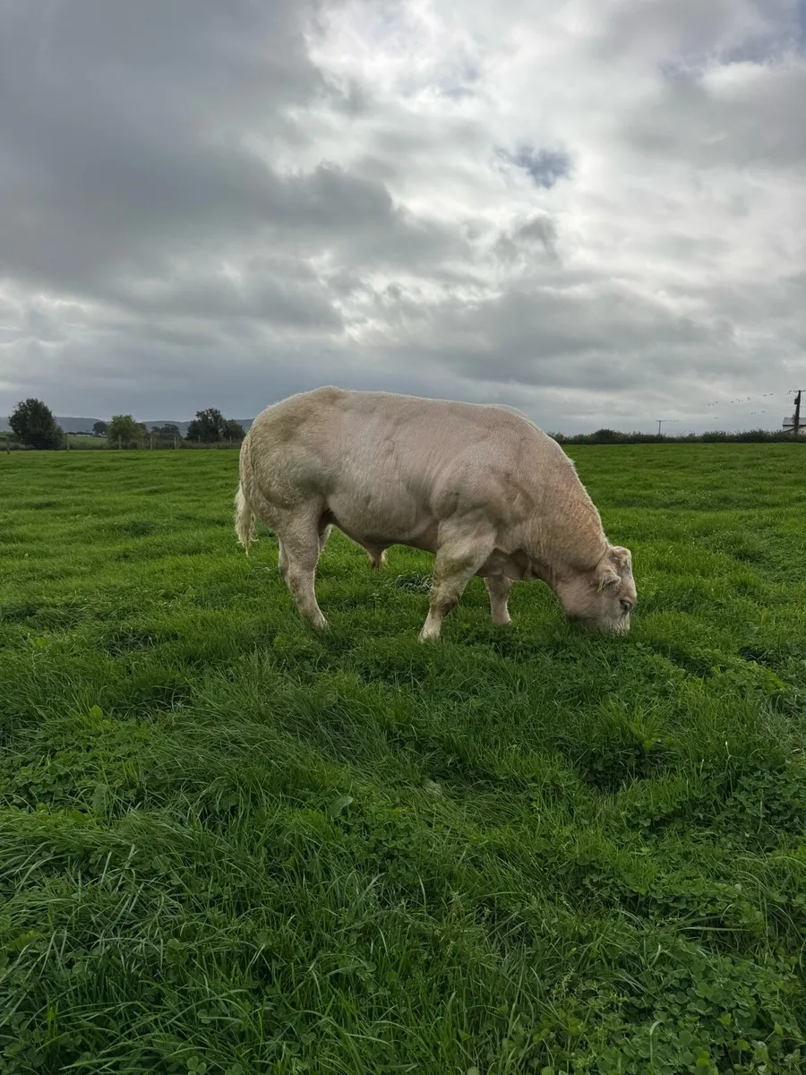 PB Blue Bull for Ballinakill Saturday 4th - Image 1