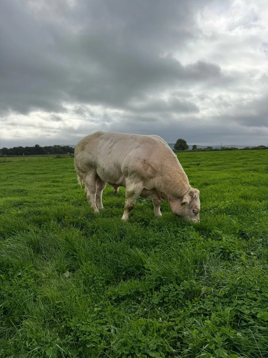 PB Blue Bull for Ballinakill Saturday 4th - Image 2