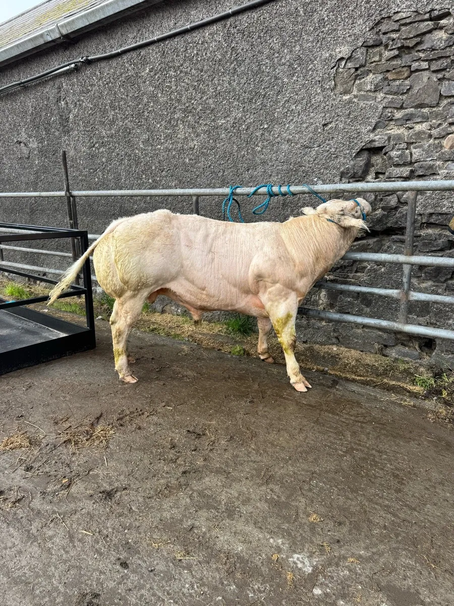 PB Blue Bull for Ballinakill Saturday 4th - Image 4