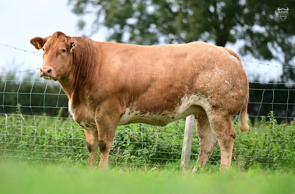 Exceptional Roan Show quality heifers - Image 1