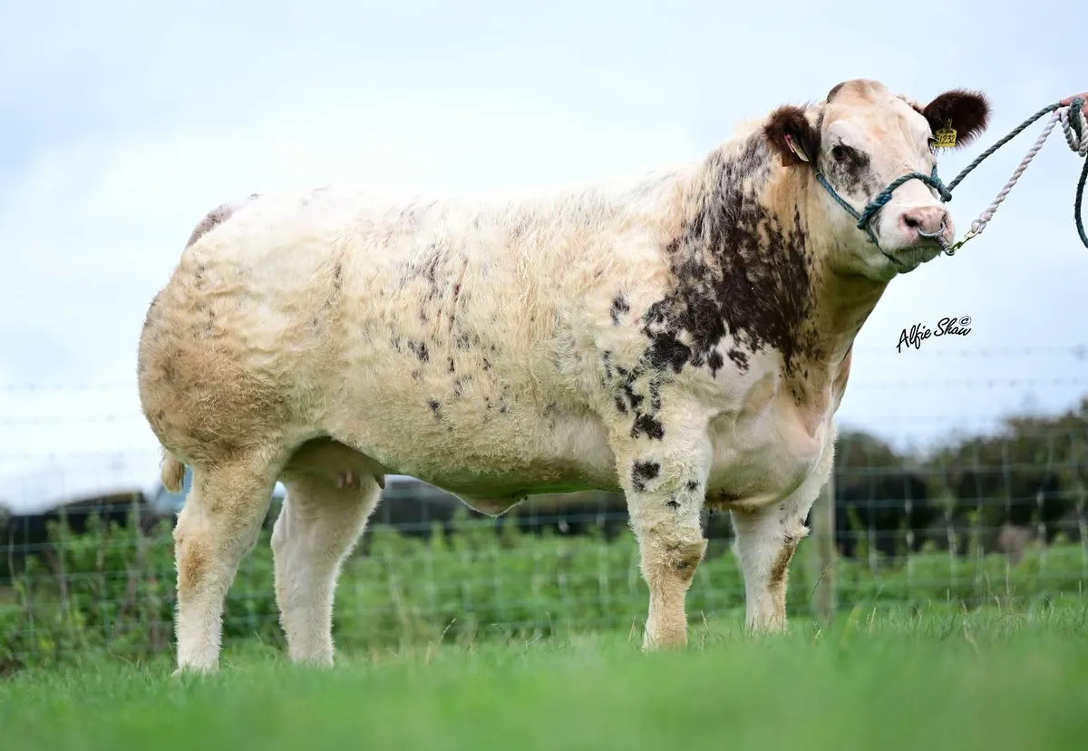 Exceptional Roan Show quality heifers - Image 2