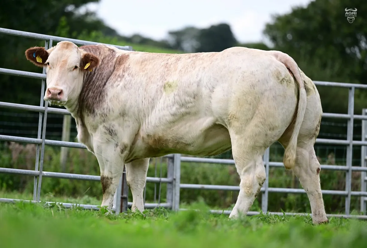 Exceptional Roan Show quality heifers - Image 3
