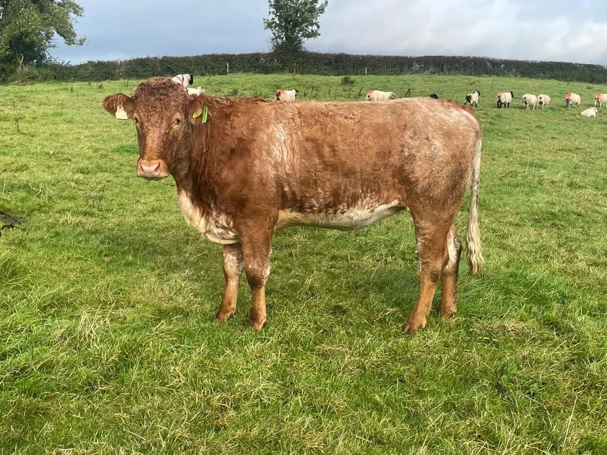 Heifers - Image 4