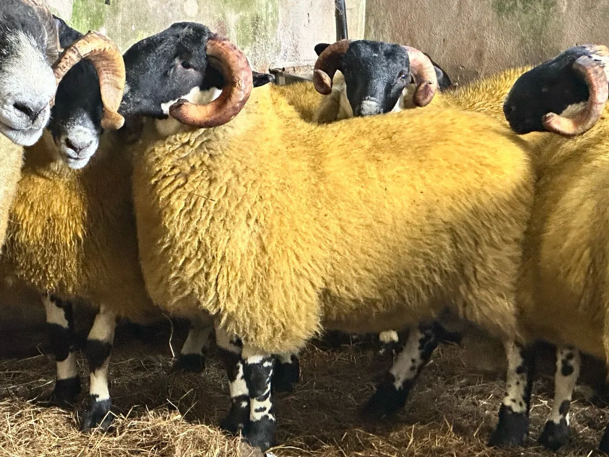 Sis tip lambs - Image 1