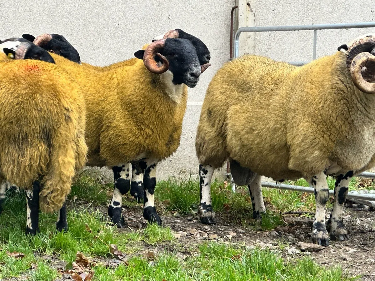 Sis tip lambs - Image 2