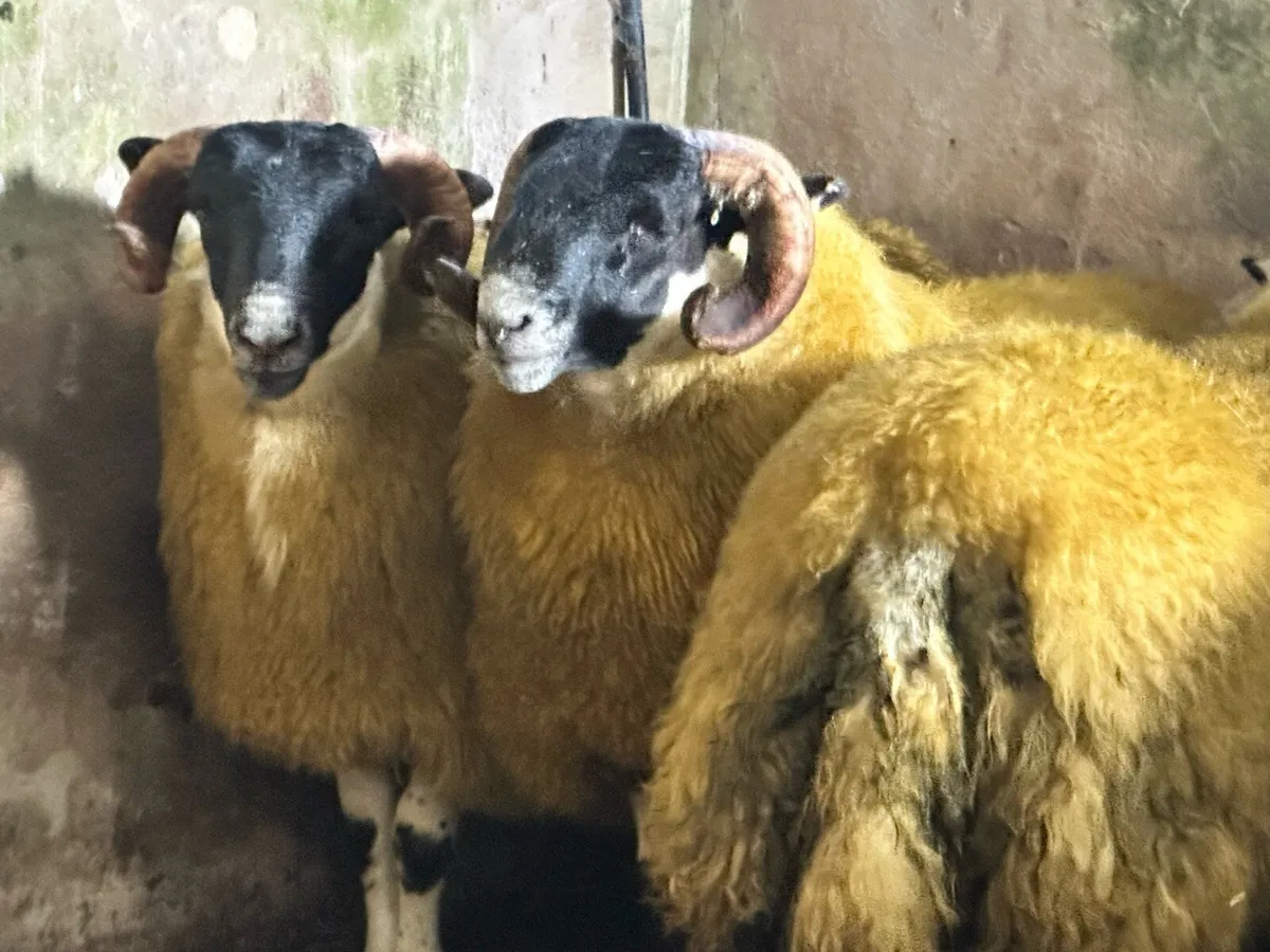 Sis tip lambs - Image 3
