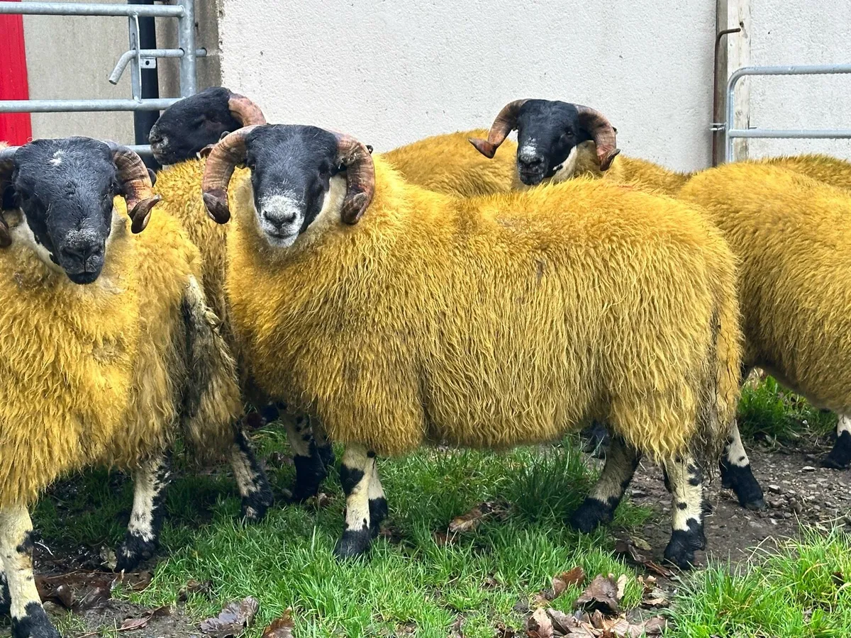 Sis tip lambs - Image 4