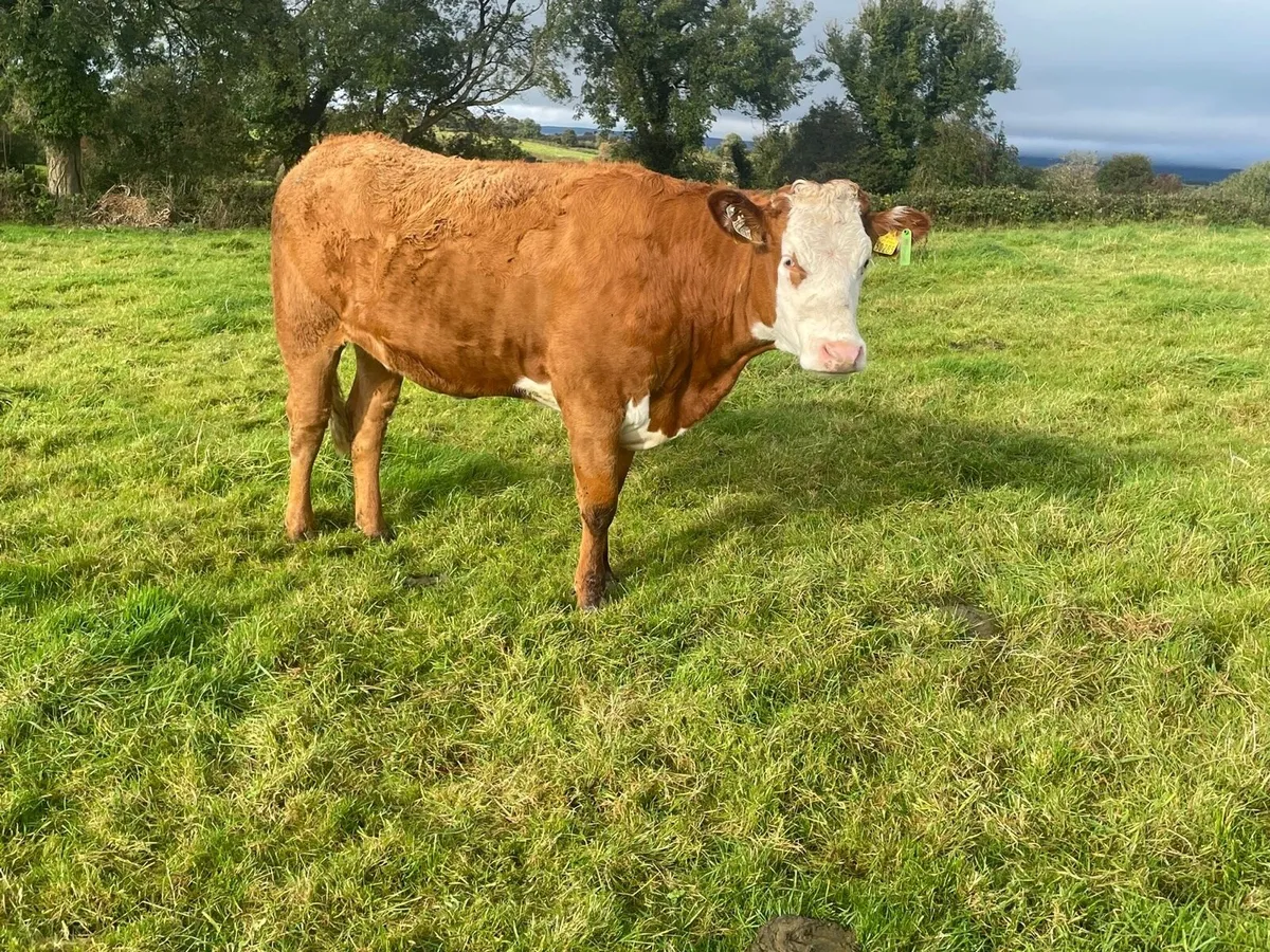 Heifers - Image 1