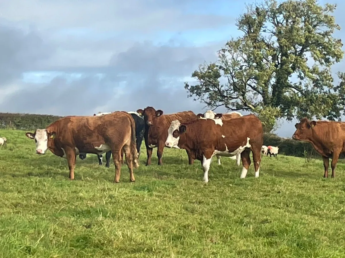 Heifers - Image 2