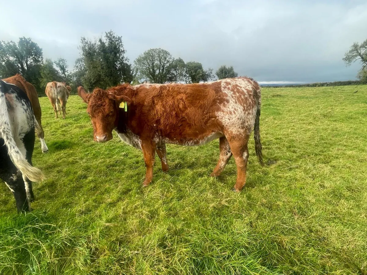 Heifers - Image 3