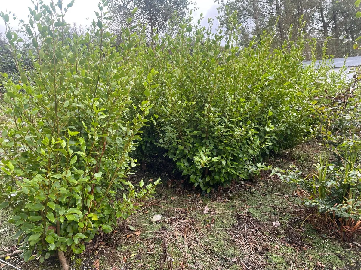 Hedging - Image 1