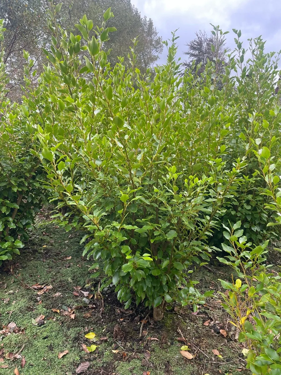 Hedging - Image 2