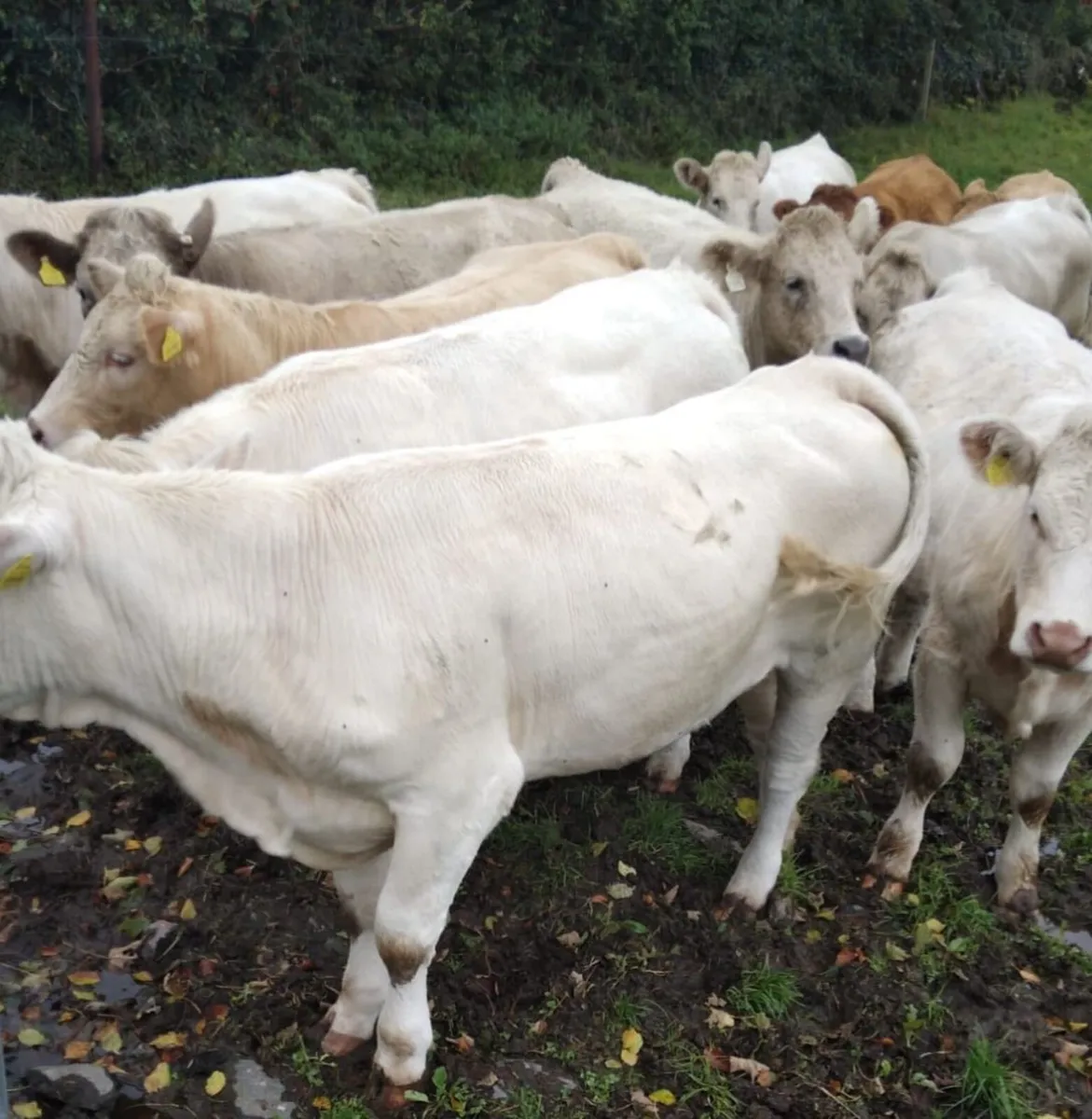 CHX Store Heifers - Image 1