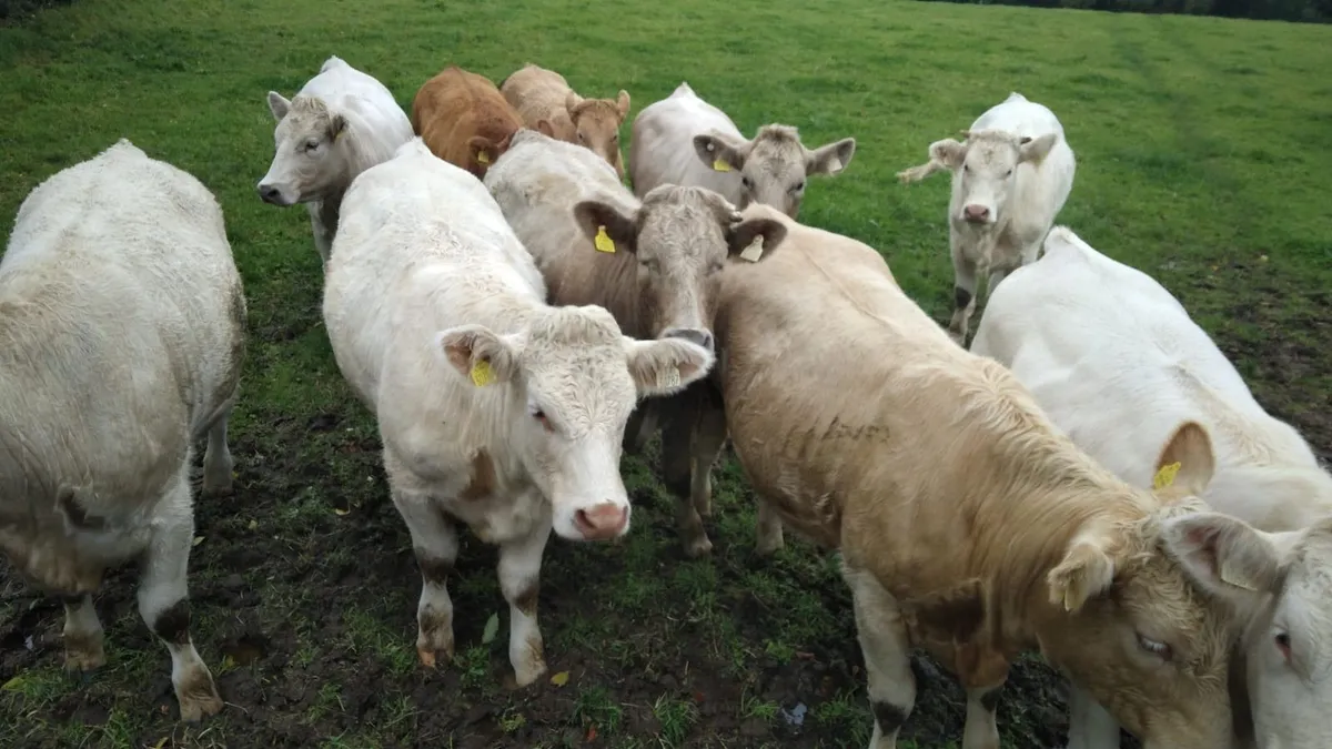 CHX Store Heifers - Image 2