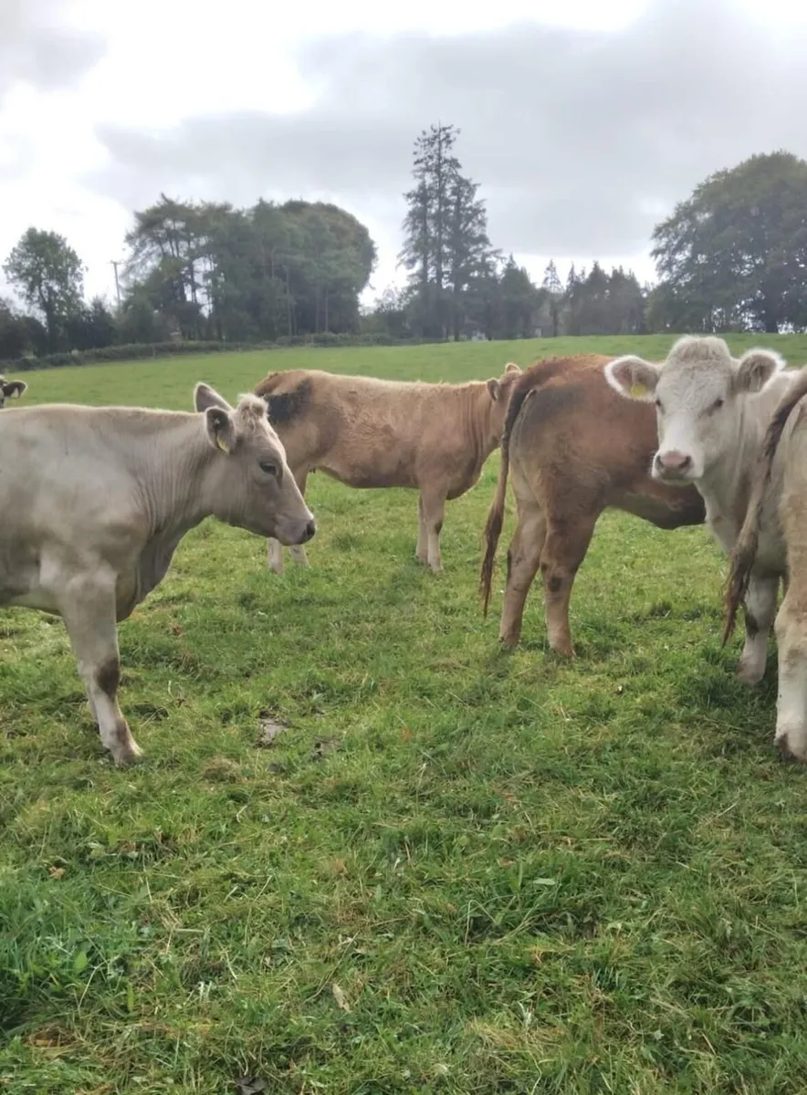 CHX Store Heifers - Image 3