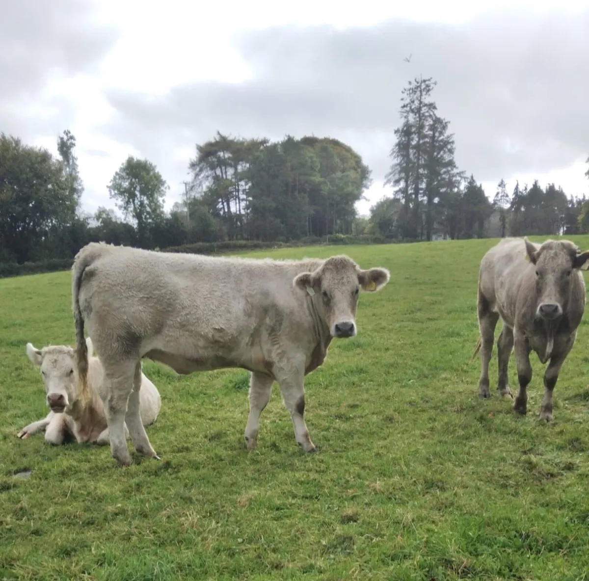 CHX Store Heifers - Image 4