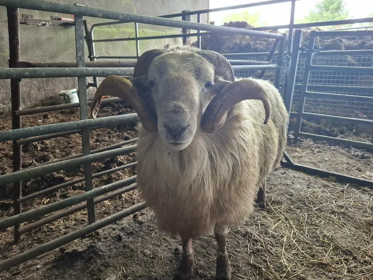 Teaser ram - Image 1