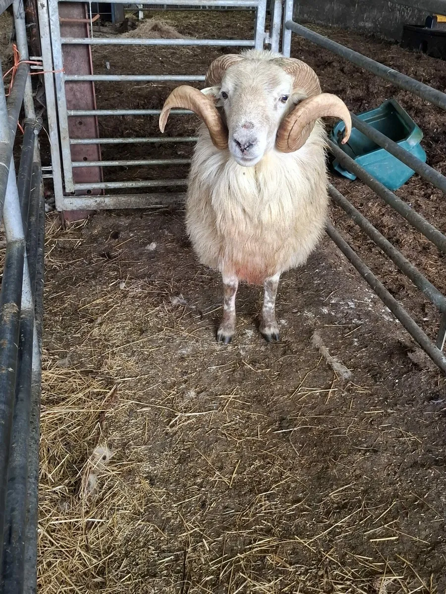 Teaser ram - Image 2
