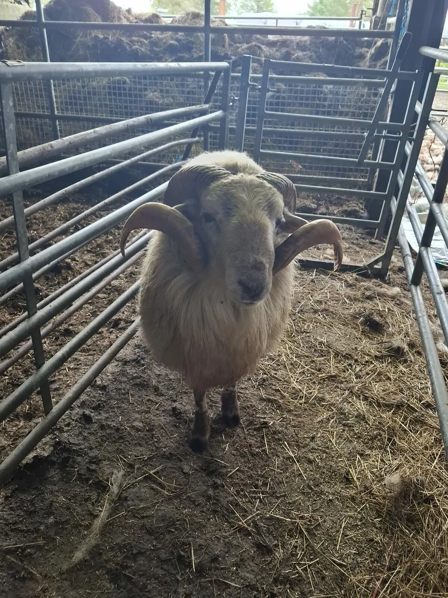 Teaser ram - Image 3