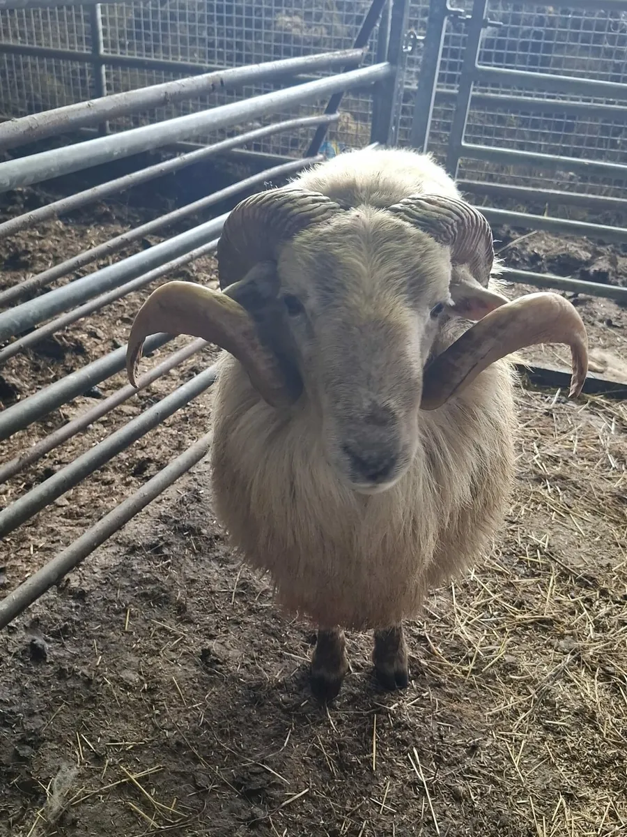Teaser ram - Image 4