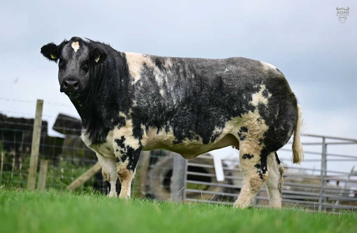 Show quality Blue heifers - Image 4