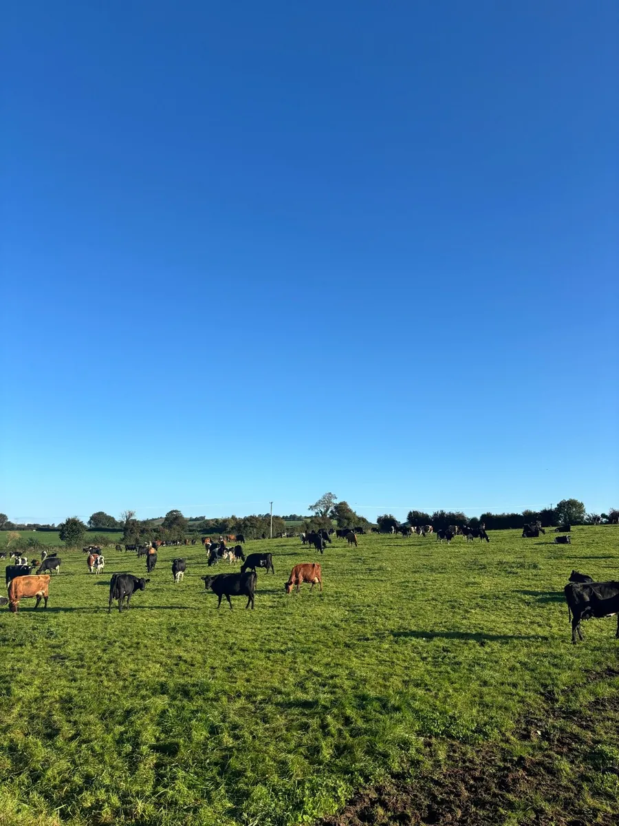 Empty cows