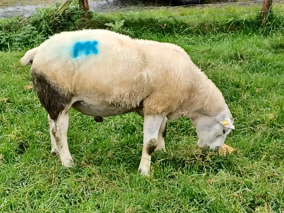 Ram - Image 1