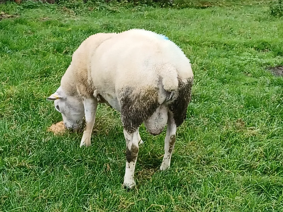 Ram - Image 2