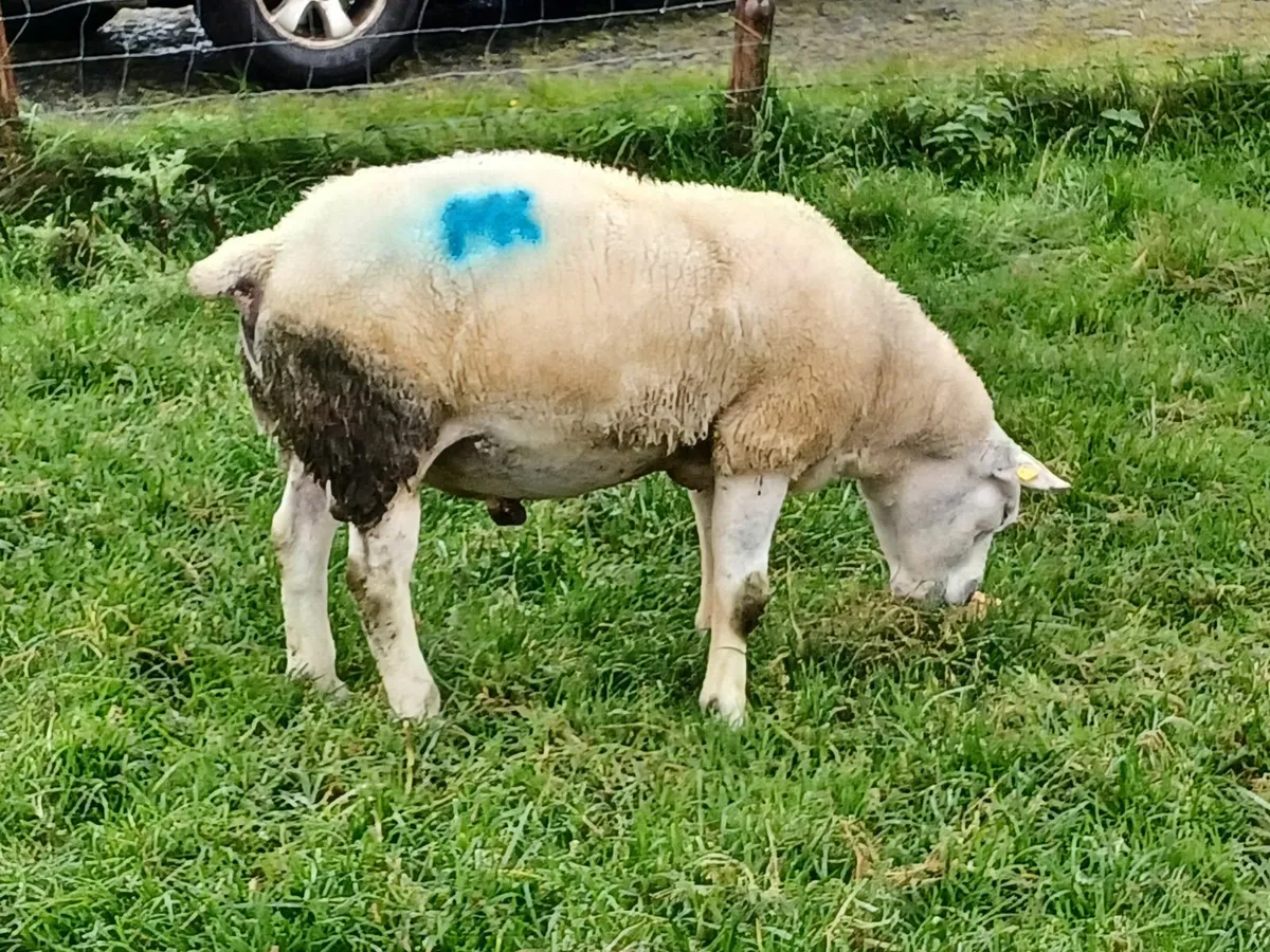Ram - Image 3