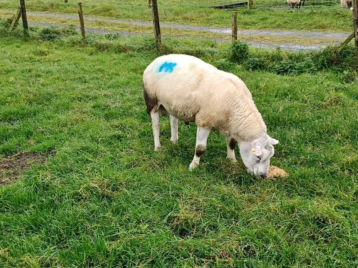Ram - Image 4